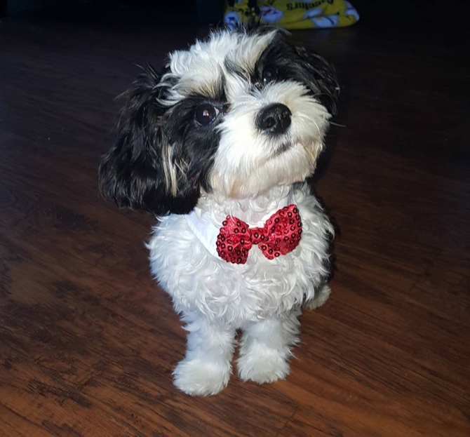 Jazz - Cavachon Puppy For Sale Premier Pups Jazz - Cavachon Puppy For Sale Premier Pups