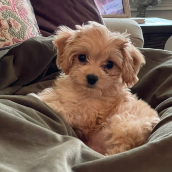Bacon, a Cavachon puppy from Indianapolis Bacon, a Cavachon puppy from Indianapolis