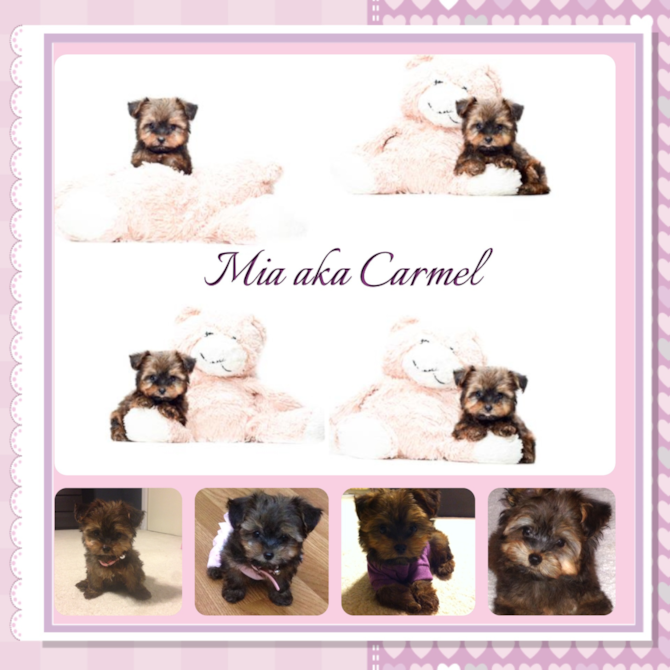 Mia - Morkie Puppy For Sale Premier Pups Mia - Morkie Puppy For Sale Premier Pups
