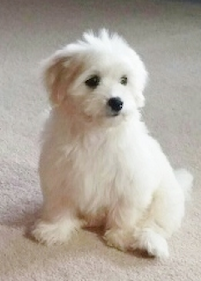 Daisy (aka Dana) - Havanese Puppy For Sale Premier Pups Daisy (aka Dana) - Havanese Puppy For Sale Premier Pups