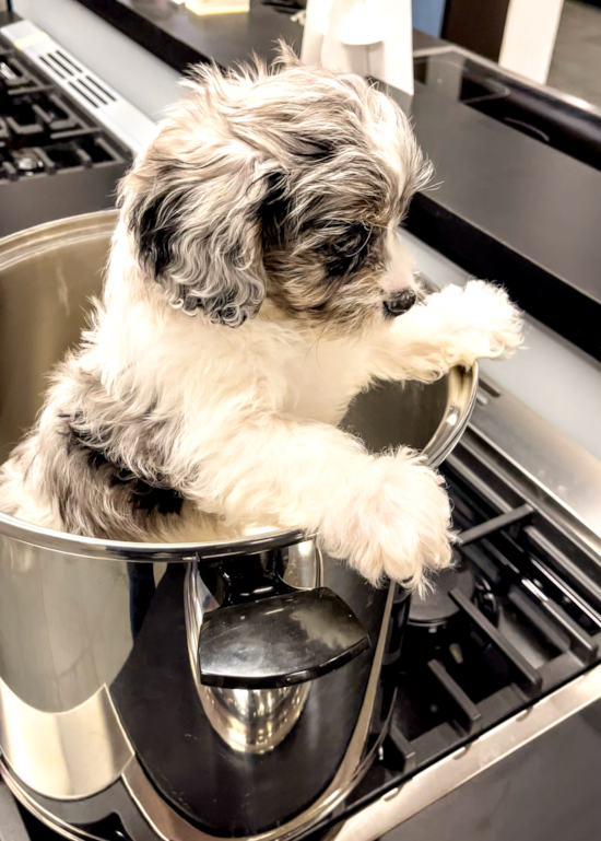 Funny Cavapoo Poodle Mix Pup