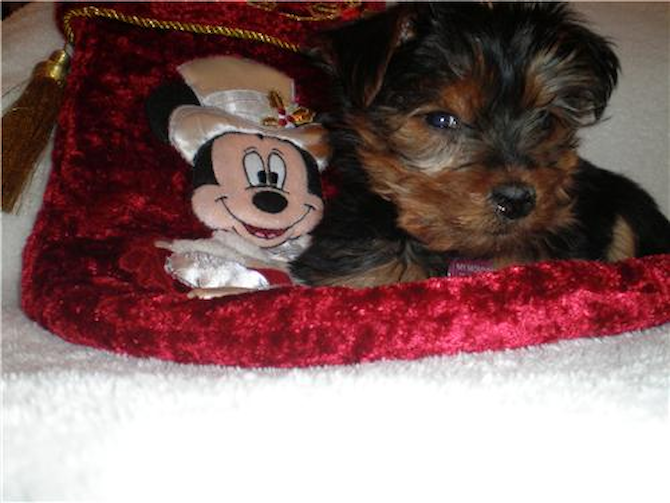 Bella Lisa formerly Lisa - Yorkshire Terrier Puppy For Sale Premier Pups Bella Lisa formerly Lisa - Yorkshire Terrier Puppy For Sale Premier Pups