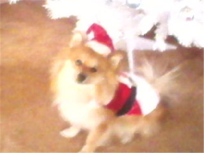 Corky - Pomeranian Puppy For Sale Premier Pups Corky - Pomeranian Puppy For Sale Premier Pups