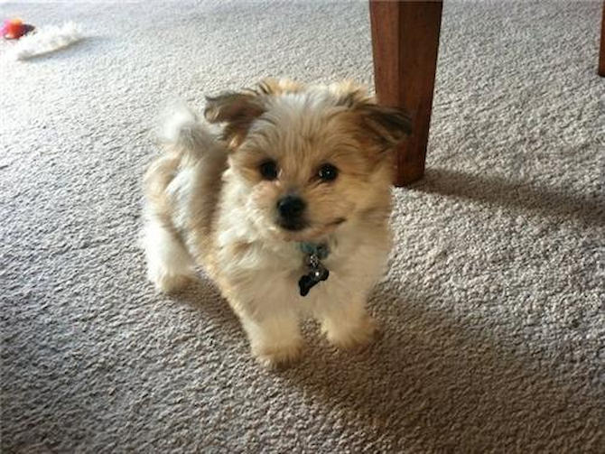 Buttons - Maltipom Puppy For Sale Premier Pups Buttons - Maltipom Puppy For Sale Premier Pups