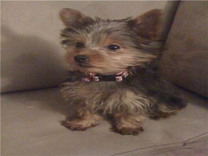 Lola (Izzie) - Yorkshire Terrier Puppy For Sale Premier Pups Lola (Izzie) - Yorkshire Terrier Puppy For Sale Premier Pups
