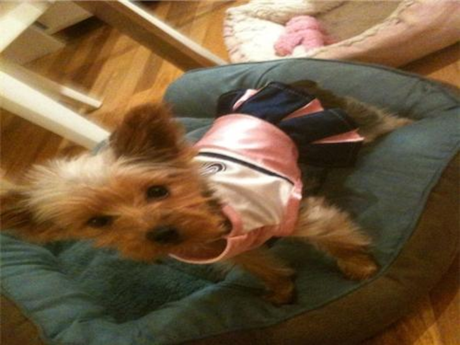 Lola (Izzie) - Yorkshire Terrier Puppy For Sale Premier Pups Lola (Izzie) - Yorkshire Terrier Puppy For Sale Premier Pups