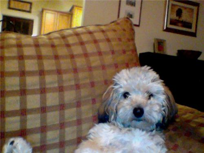 Roxy (Formerly Sasha) - Yorkie Poo Puppy For Sale Premier Pups Roxy (Formerly Sasha) - Yorkie Poo Puppy For Sale Premier Pups