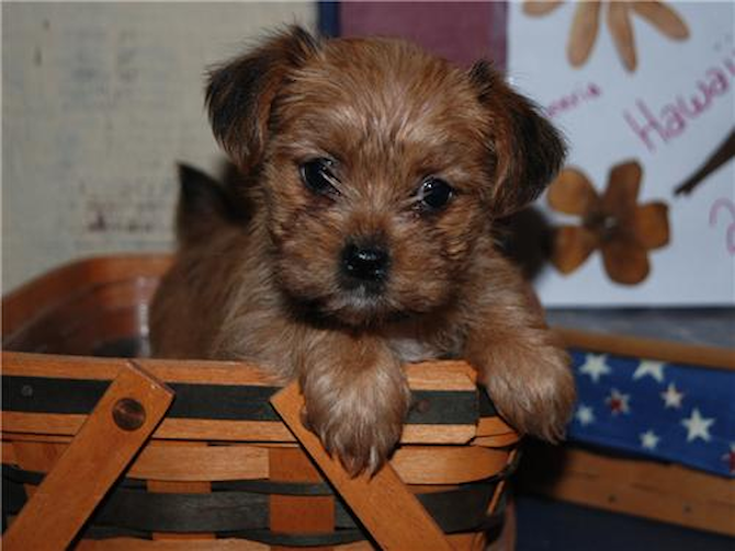 LAYLA - Yorkie Poo Puppy For Sale Premier Pups LAYLA - Yorkie Poo Puppy For Sale Premier Pups