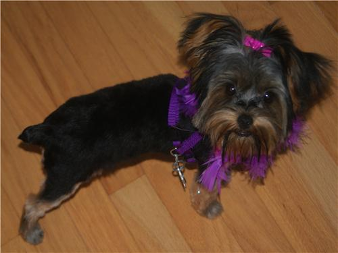 Baby Rashel Meeks - Yorkshire Terrier Puppy For Sale Premier Pups Baby Rashel Meeks - Yorkshire Terrier Puppy For Sale Premier Pups
