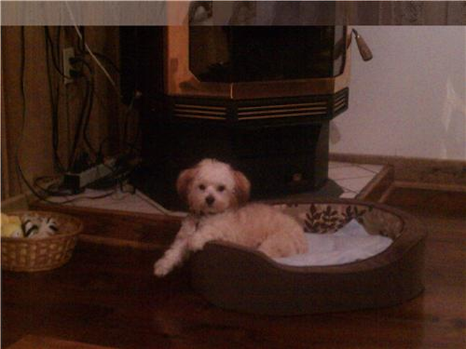 Gizmo / Formaily Jackson - Morkie Puppy For Sale Premier Pups Gizmo / Formaily Jackson - Morkie Puppy For Sale Premier Pups