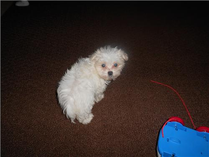 Prince(Formally martin) - Maltese Puppy For Sale Premier Pups Prince(Formally martin) - Maltese Puppy For Sale Premier Pups