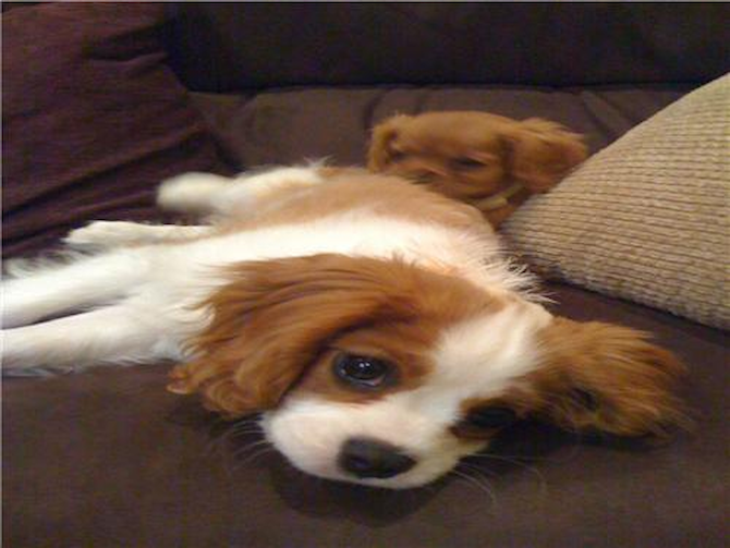 Princess Ruby - Cavalier King Charles Spaniel Puppy For Sale Premier Pups Princess Ruby - Cavalier King Charles Spaniel Puppy For Sale Premier Pups
