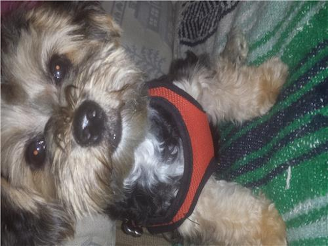 Justice - Morkie Puppy For Sale Premier Pups Justice - Morkie Puppy For Sale Premier Pups