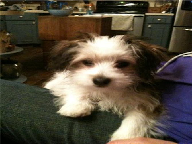 Lexi (Miracle) - Havanese Puppy For Sale Premier Pups Lexi (Miracle) - Havanese Puppy For Sale Premier Pups