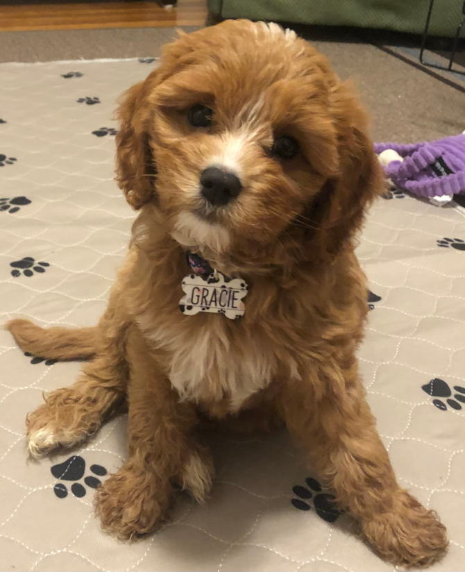 Gracie  - Cavapoo Puppy For Sale - Premier Pups