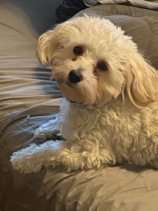 Maltipoo