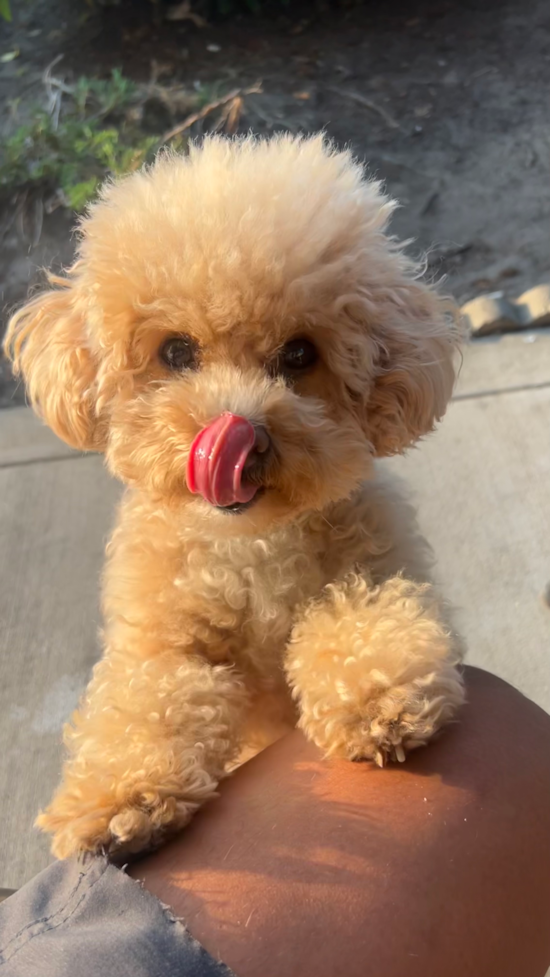 Poochon