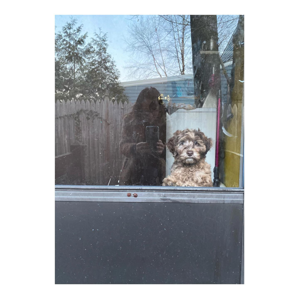 Sweet Mini Portidoodle Pup in Glendora NJ
