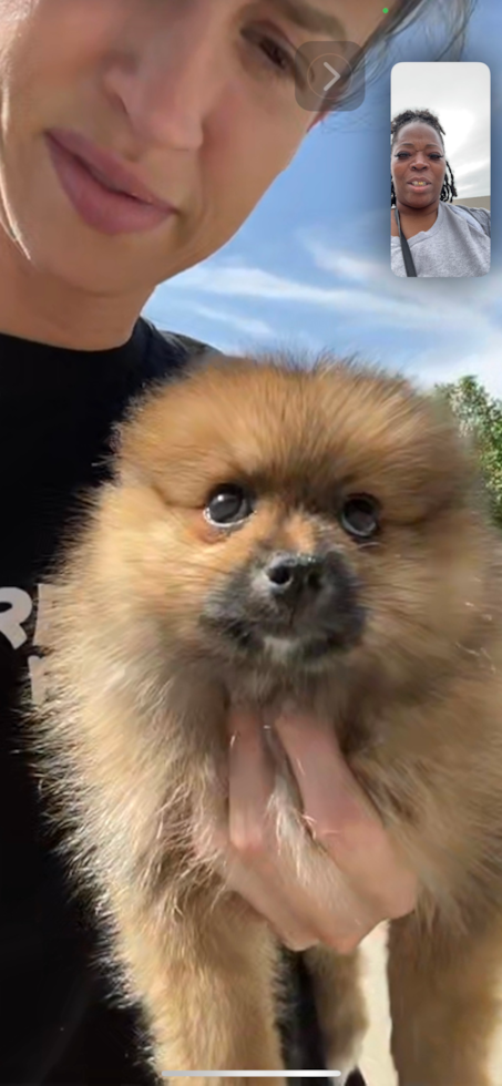 Fluffy Pomeranian Pup in Laurel DE