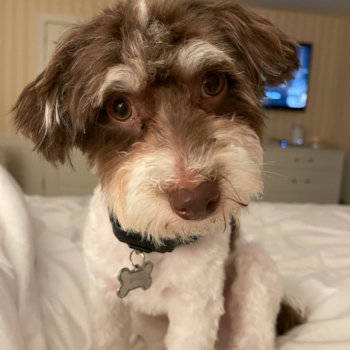 Condado, a Havapoo puppy from Syosset, NY Condado, a Havapoo puppy from Syosset, NY