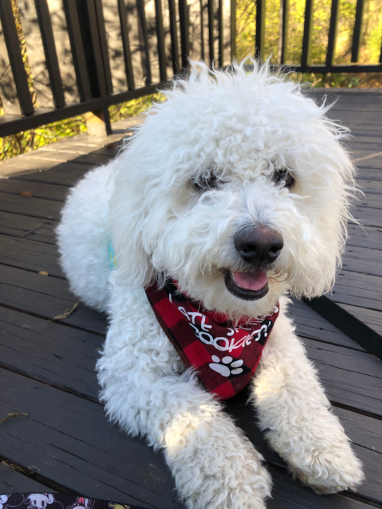 Mini Bernedoodle