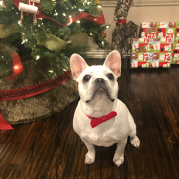 Zues, a French Bulldog puppy from Burleson, Texas Zues, a French Bulldog puppy from Burleson, Texas