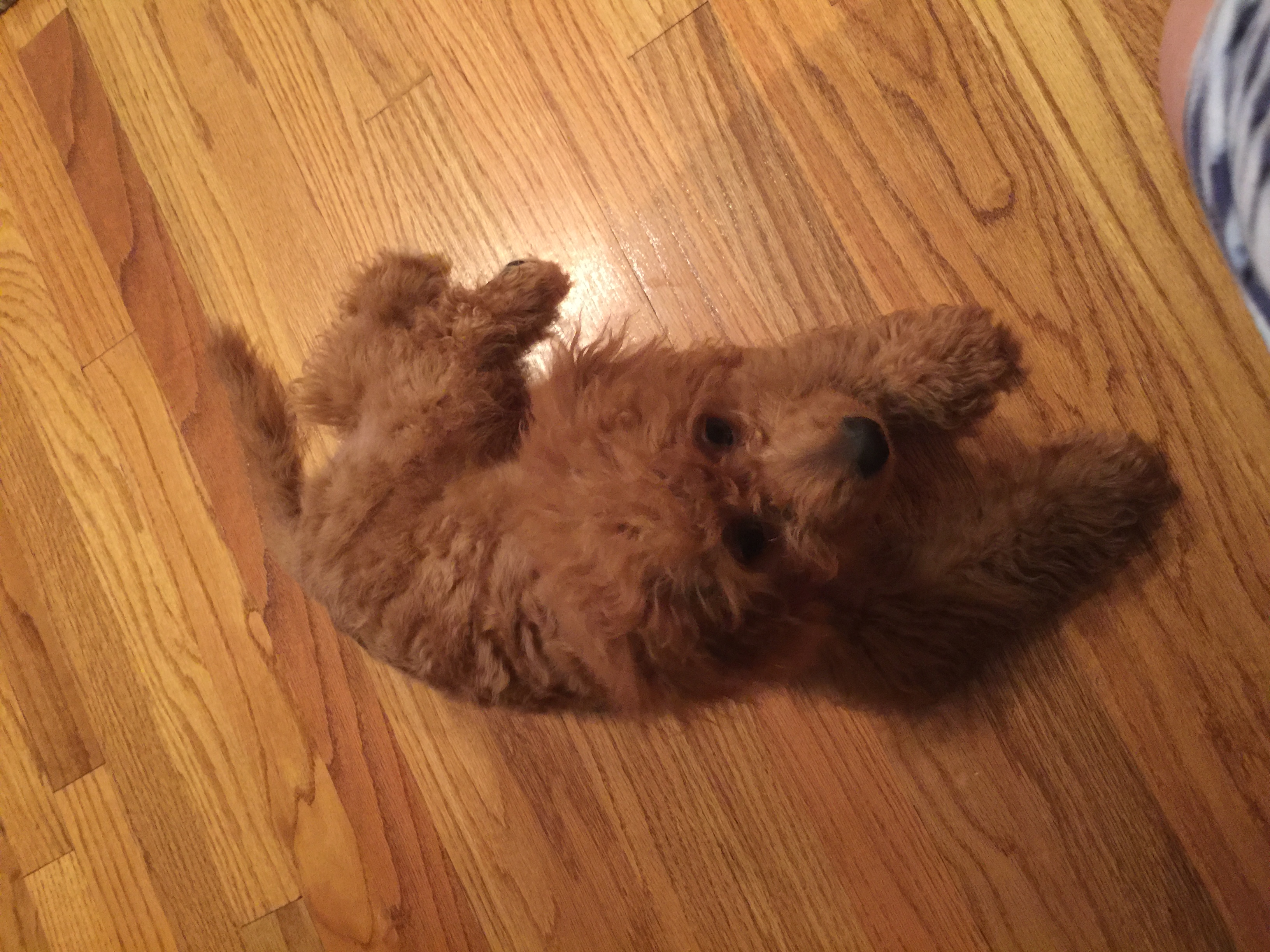 Pomsky, Yorkie, Mini Goldendoodle, Cavapoo, Morkie Puppies Gallery Pg ...