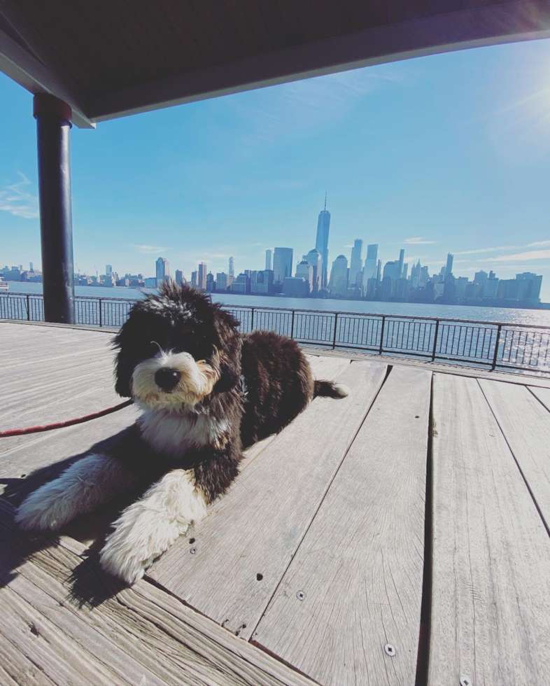 Jersey City Mini Bernedoodle Pup