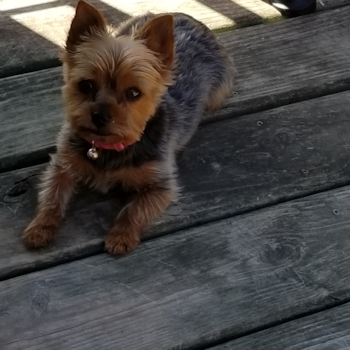 Tia, a Yorkshire Terrier puppy from Racine, WI Tia, a Yorkshire Terrier puppy from Racine, WI