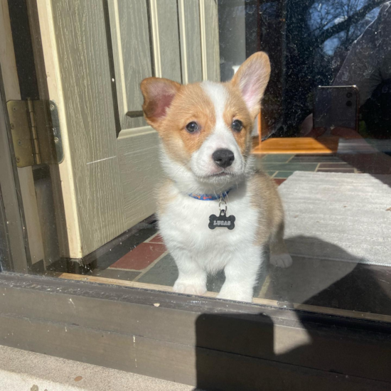 Popular Pembroke Welsh Corgi Pup