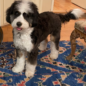 Zara formerly Demi, a Mini Bernedoodle puppy from CA Zara formerly Demi, a Mini Bernedoodle puppy from CA