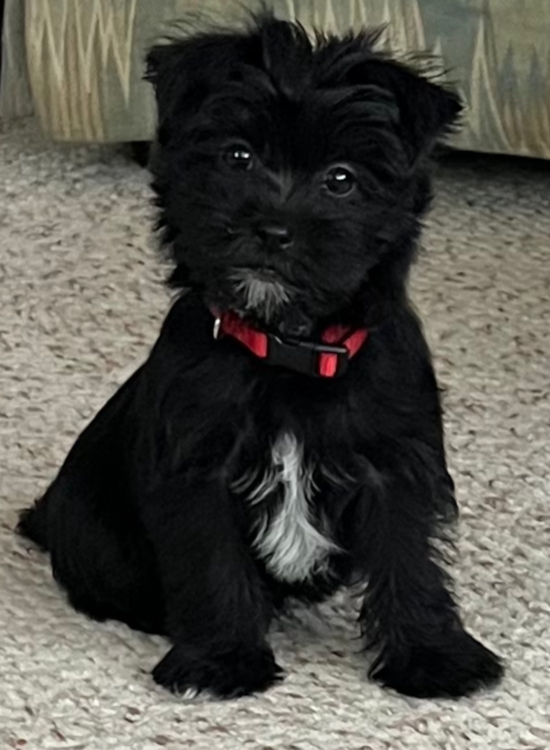 Teddy