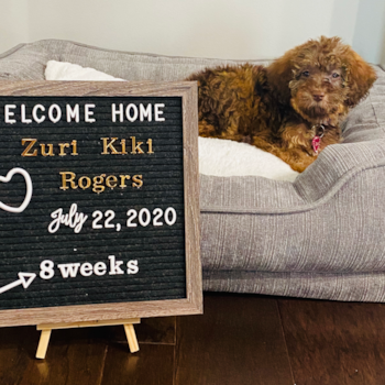Zuri (formally story), a Mini Labradoodle puppy from Fort Gratiot Michigan Zuri (formally story), a Mini Labradoodle puppy from Fort Gratiot Michigan
