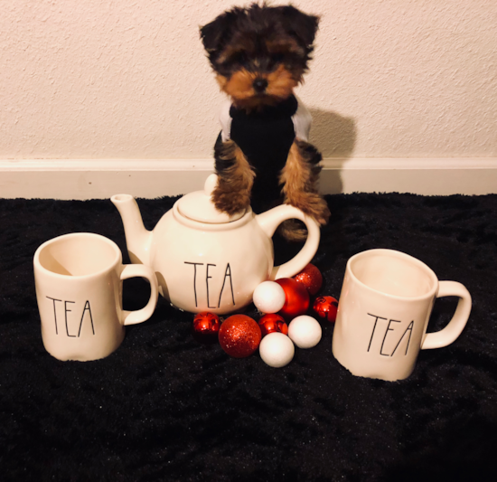 Playful Yorkshire Terrier Pup