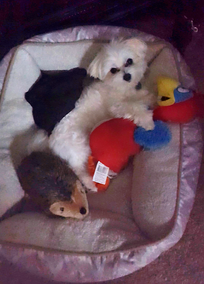 Tyler - Maltese Puppy For Sale Premier Pups Tyler - Maltese Puppy For Sale Premier Pups