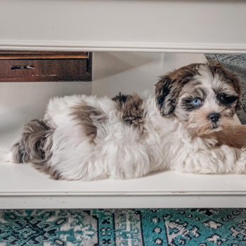 Bruno, a Shih Poo puppy from Avon IN