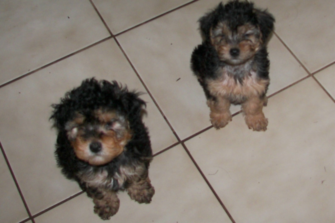 Little boy - Yorkie Poo Puppy For Sale Premier Pups Little boy - Yorkie Poo Puppy For Sale Premier Pups