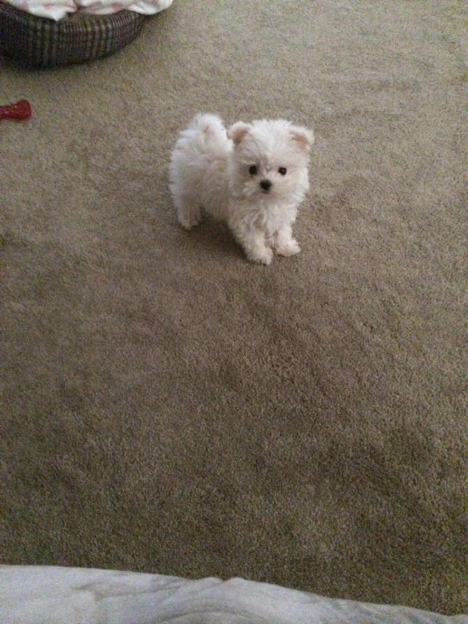 Meme - Maltese Puppy For Sale Premier Pups Meme - Maltese Puppy For Sale Premier Pups