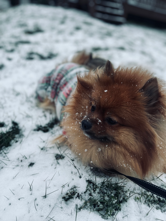 Pomeranian