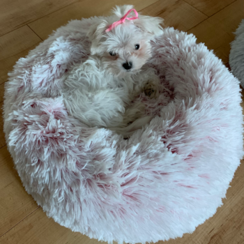 SUGAR, a Maltese puppy from Manchester ME