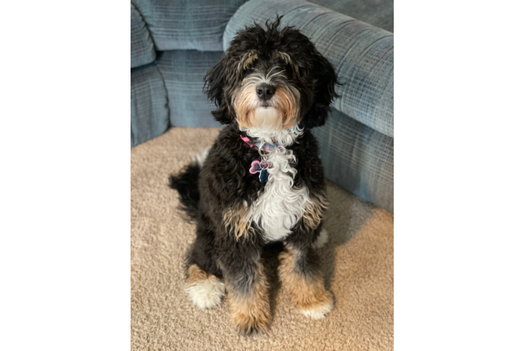 Meet Coco - our Mini Bernedoodle Puppy Photo 1/4 - Premier Pups