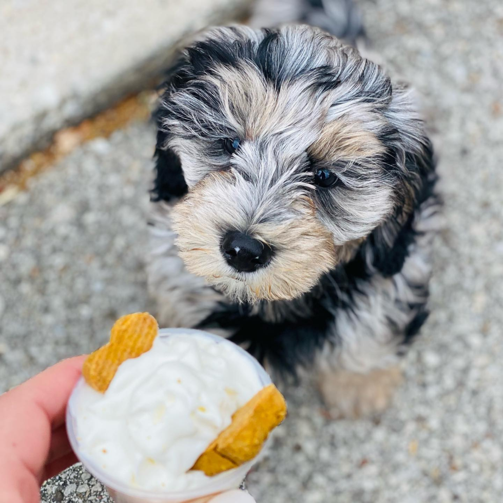 Sweet Mini Sheepadoodle Pup