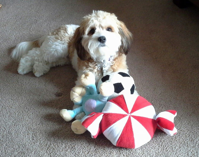 Carly, nine months - Cavachon Puppy For Sale Premier Pups Carly, nine months - Cavachon Puppy For Sale Premier Pups