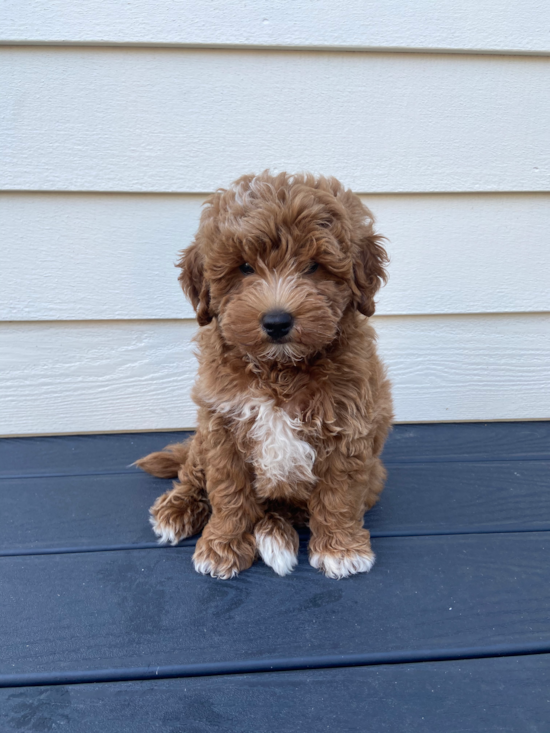 Energetic Golden Retriever Poodle Mix Pup