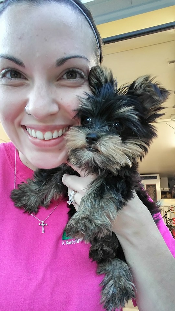 Maebe Fiona - Yorkshire Terrier Puppy For Sale Premier Pups Maebe Fiona - Yorkshire Terrier Puppy For Sale Premier Pups