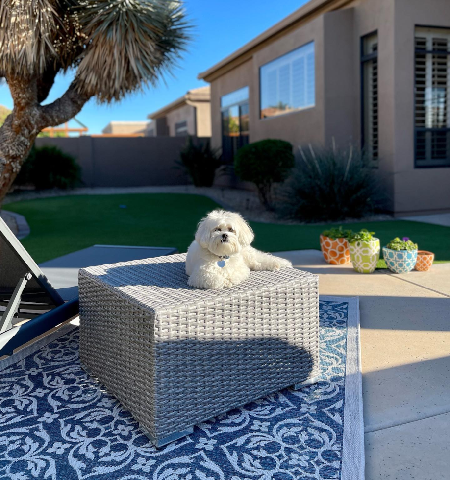 Cute Teddy Bear Pup in Phoenix AZ