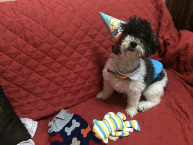 Gizmo - Havanese Puppy For Sale Premier Pups Gizmo - Havanese Puppy For Sale Premier Pups