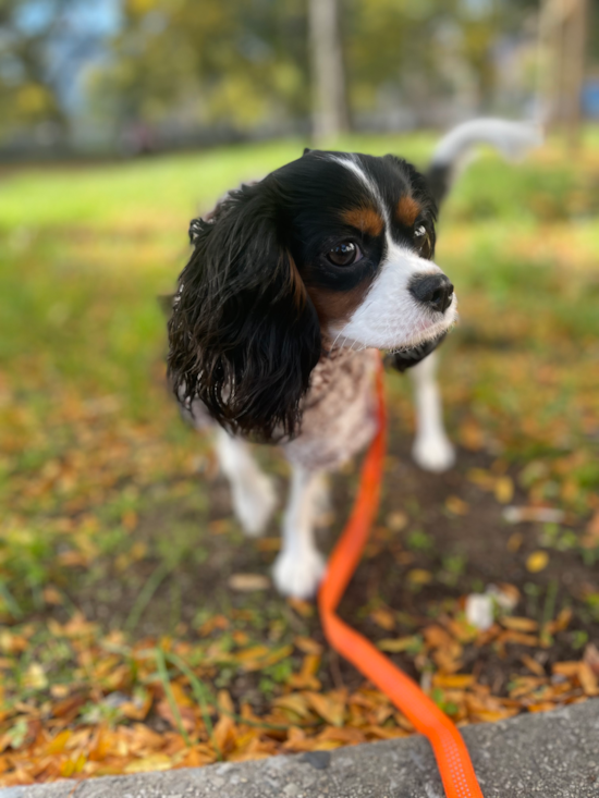 Friendly Cavalier King Charles Spaniel Purebred Pup