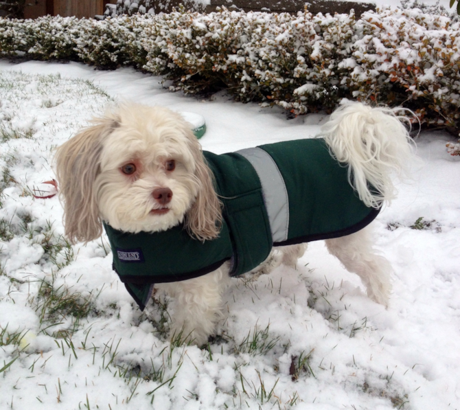 Bentley - Havanese Puppy For Sale Premier Pups Bentley - Havanese Puppy For Sale Premier Pups