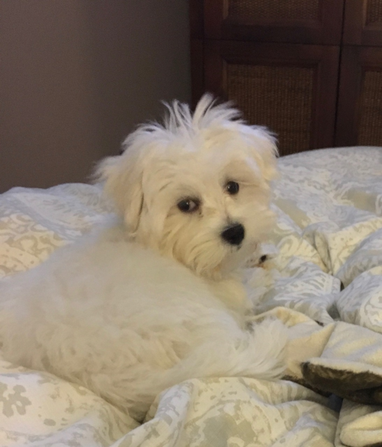 Playful Maltese Pup